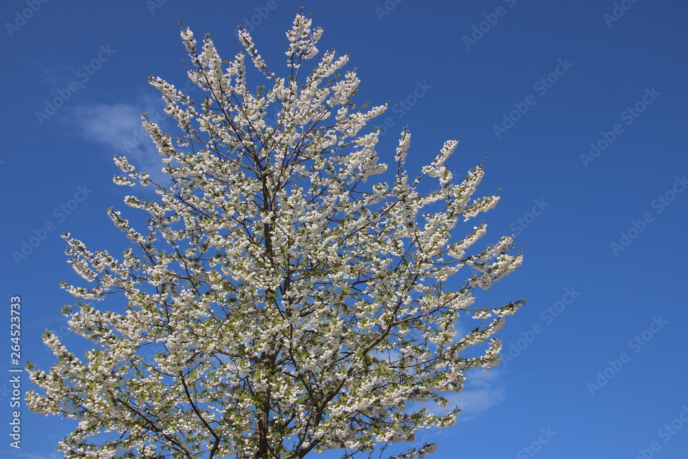 One Sakura Tree. Flowering Blossoming White  Sakura In Springtime 