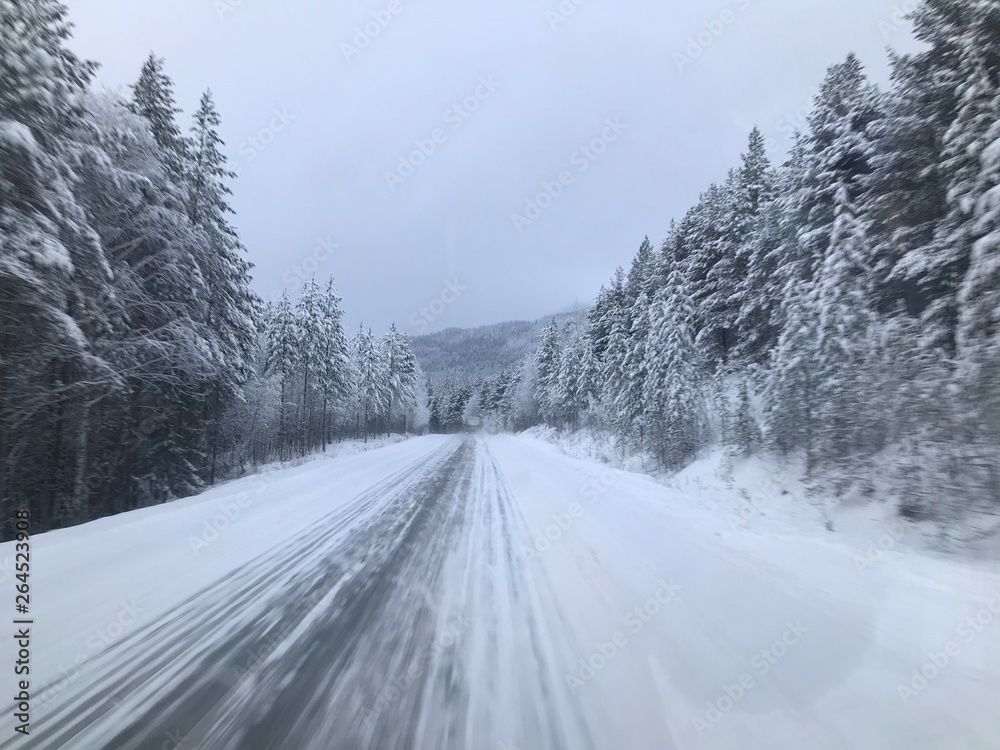 Fototapeta premium road in winter forest
