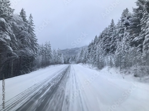 road in winter forest © Dmitry