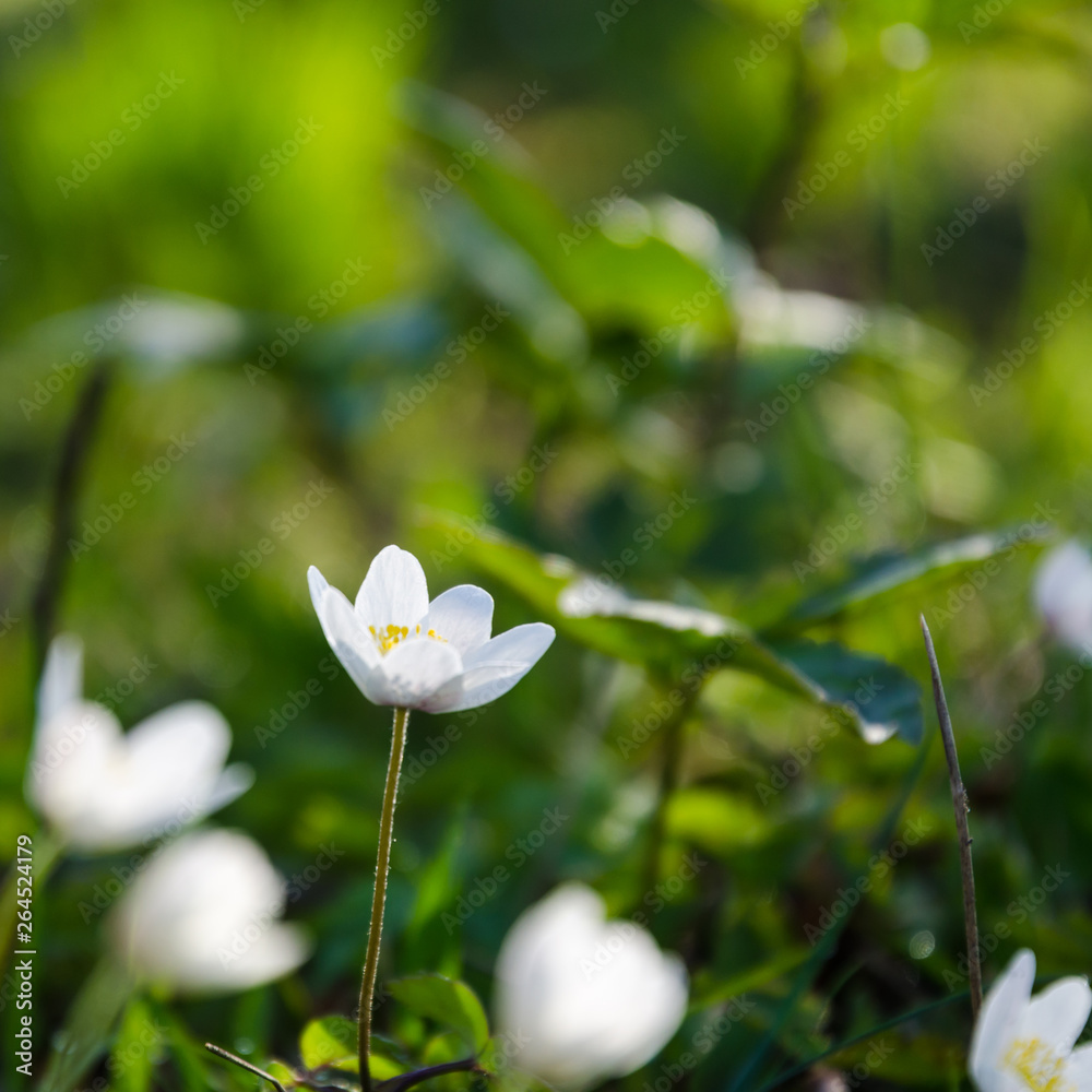 Beautiful wood anemone on a forest ground Beautiful wood anemone on a forest ground