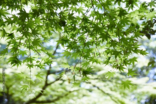 Fresh green of the Japanese maple