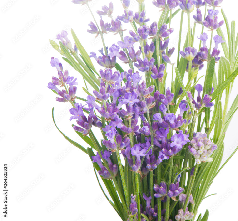 Bunch of Lavender flowers on a white background Bunch of Lavender flowers on a white background