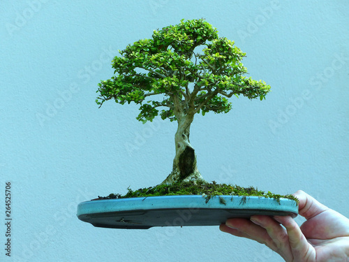 Specimen informal upright Lonicera bonsai photo