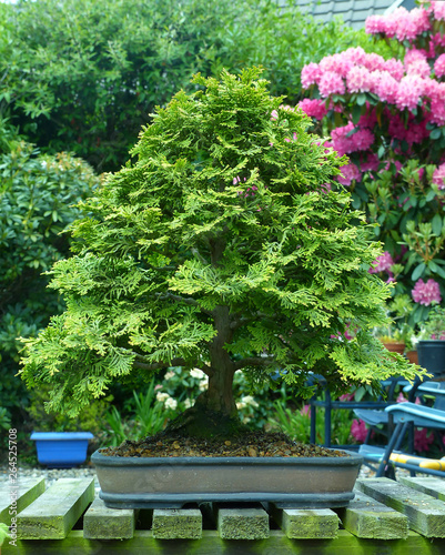 Specimen informal upright Lonicera bonsai photo