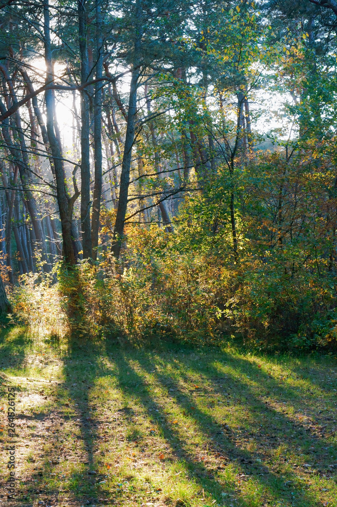 Fototapeta premium A sandy road in a pine forest. Rays of the sun through the branches of trees.