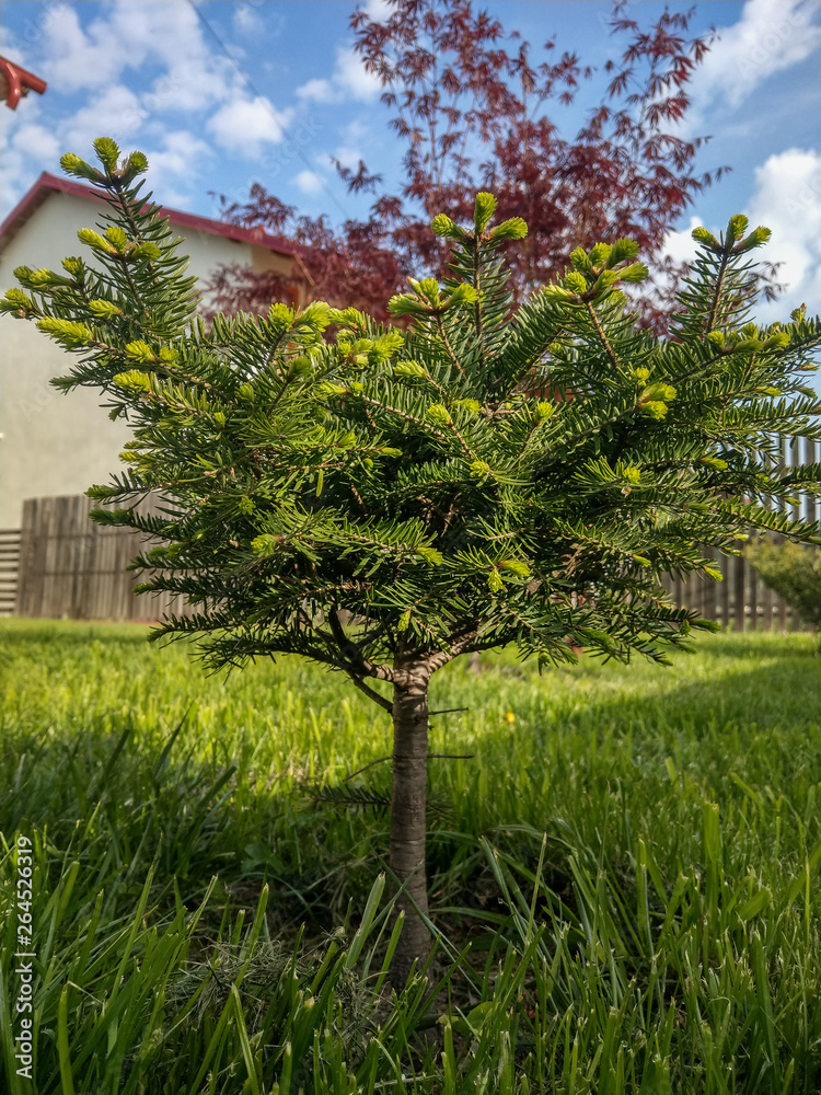 Obraz premium Detail o a small pine on a sunny morning.