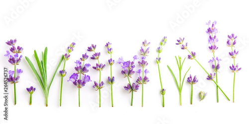 Bunch of Lavender flowers on a white background © Irina Ukrainets