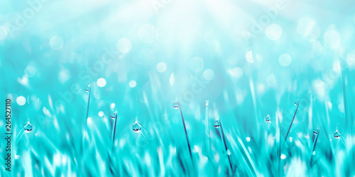 Dew drops on the blue fantastic tender grass. Summer spring fresh blur background. Copy space.