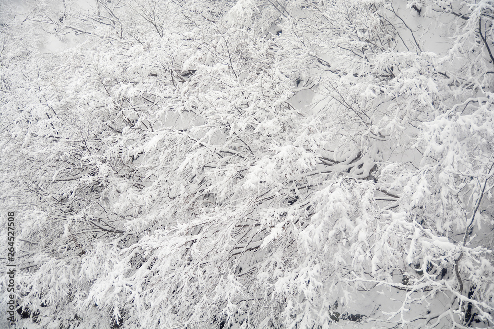 Fototapeta premium Branches of trees on background snow, winter landscape.