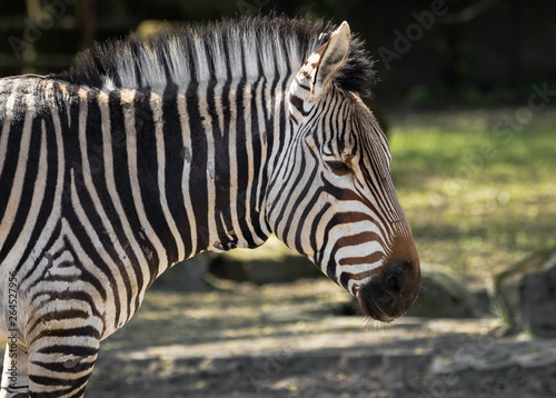 Zebra animal portrait  close up.