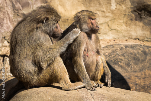 Two baboon monkeys grooming each other. Close up. © irena iris szewczyk
