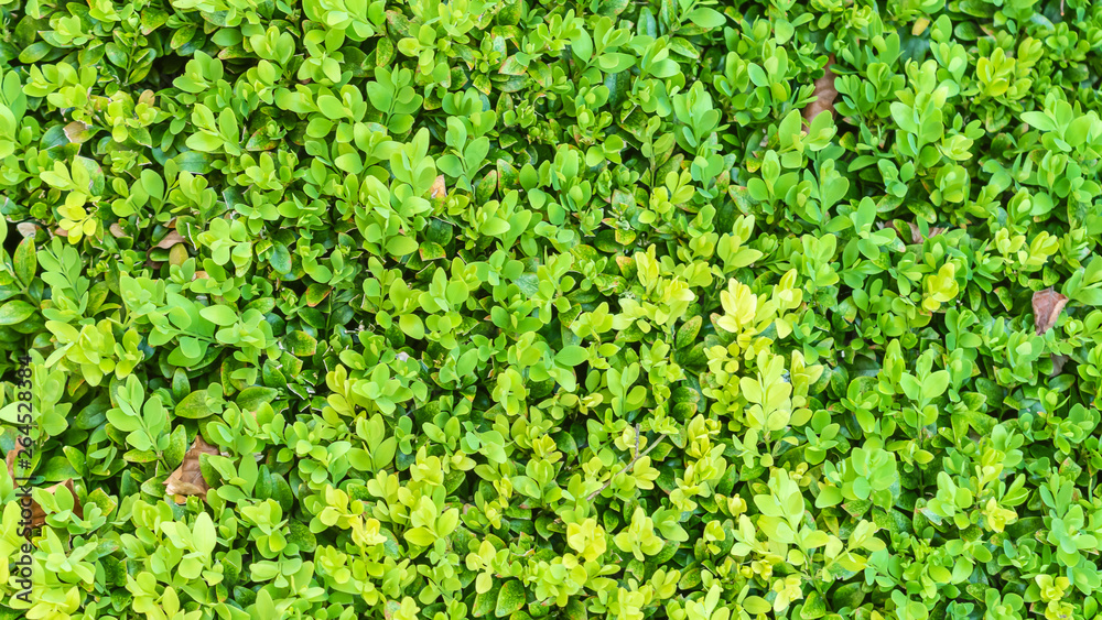 Boxwood background texture. Healthy, evergreen garden plant. Boxwood background texture. Healthy, evergreen garden plant.