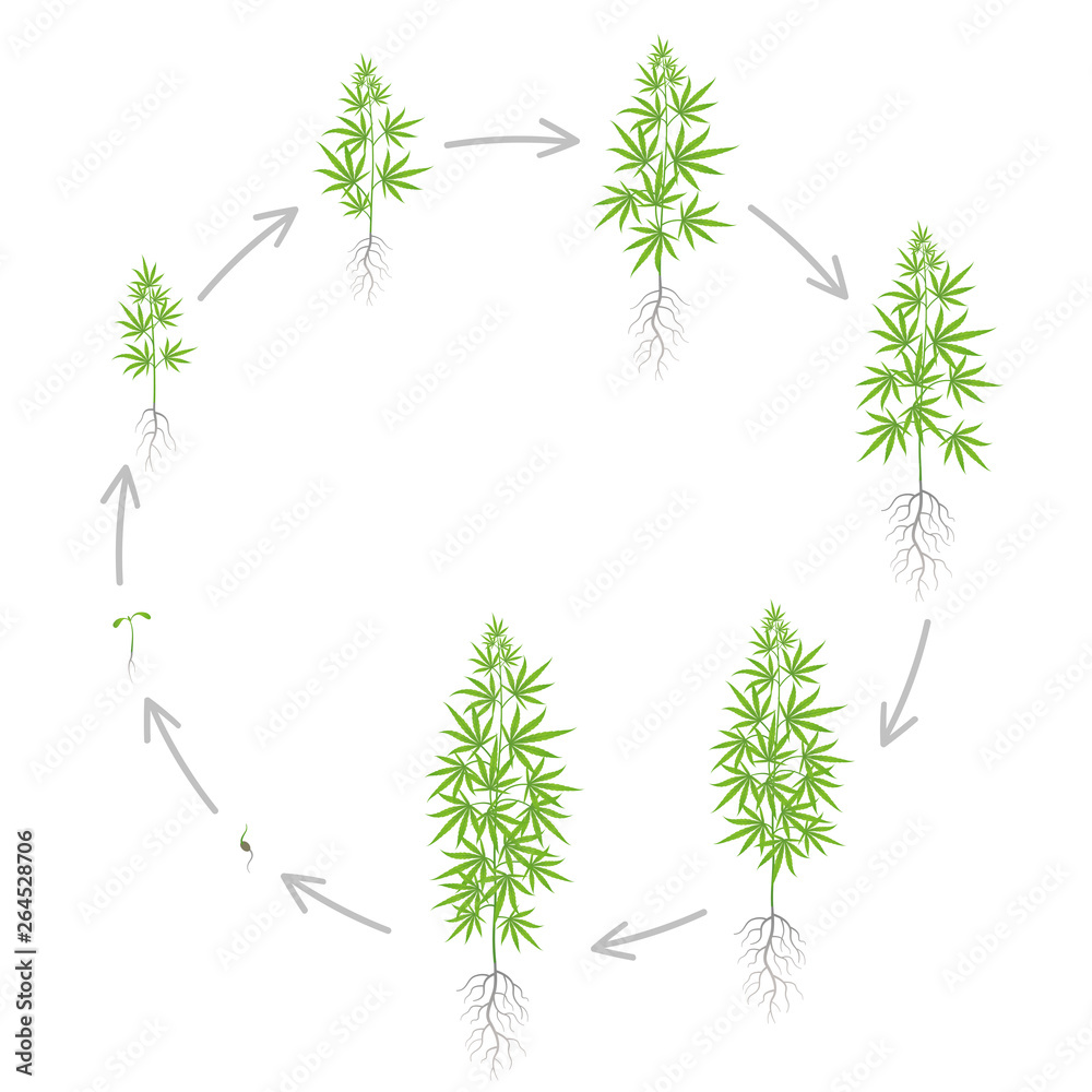 The Growth Cycle of hemp plant. Marijuana round phases set. Cannabis sativa ripening period. The