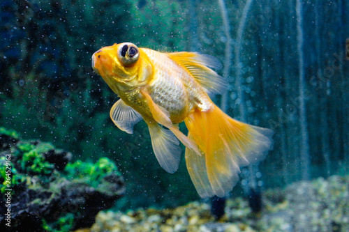 Goldfish in aquarium.Close-up. Goldfish with a white tail. Wonderful and incredible underwater world with fish.  Underwater world fish Aquarium. Selective focus.