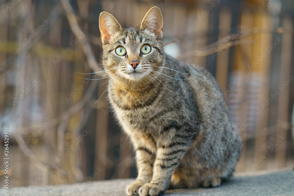 Attentive, wary striped gray cat in a city park. He apparently has long lived on the street and will not trust people.