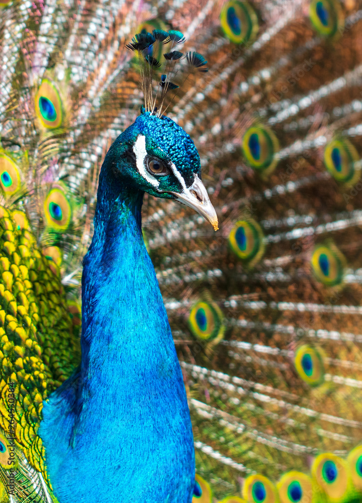 Obraz premium Portrait of a peacock in a zoo