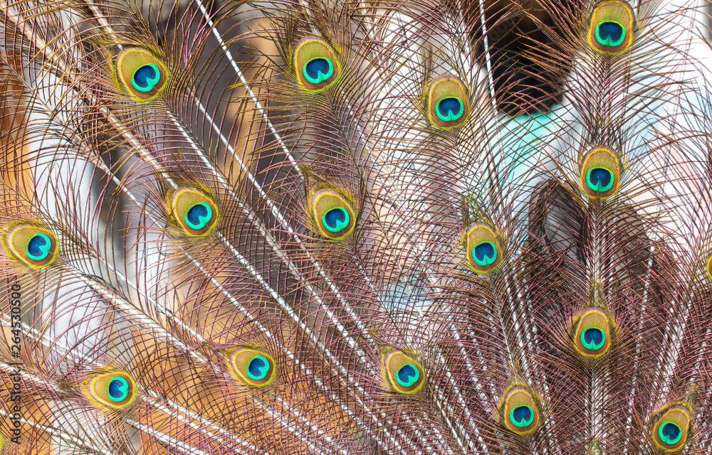 Obraz premium Peacock feathers on nature as background