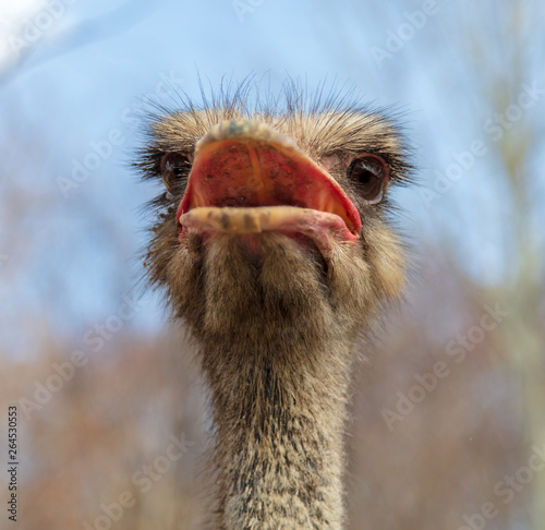 Portrait of an ostrich in nature © schankz