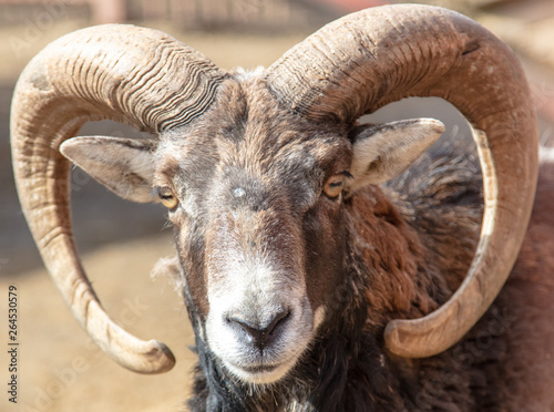 Portrait of a mountain sheep in a zoo