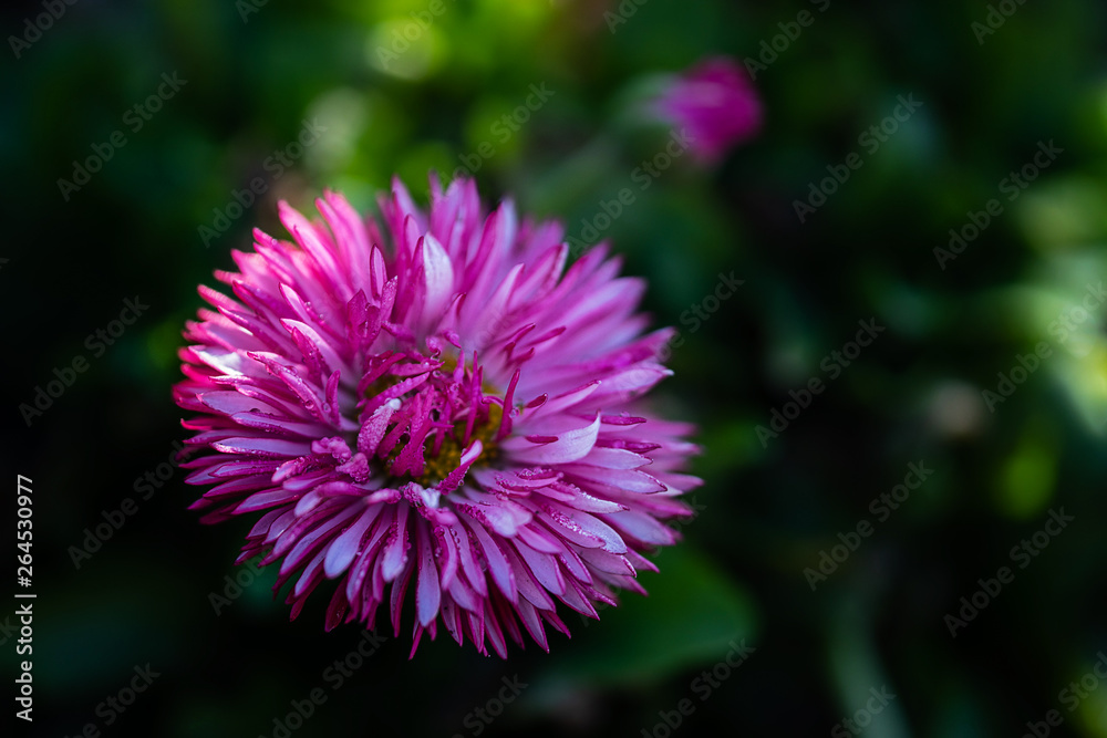 filled blossom of a red white little daisy Bellis perennis filled blossom of a red white little daisy Bellis perennis