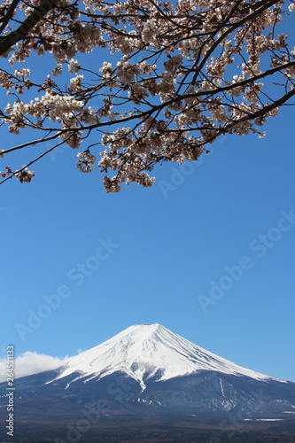 新倉山から望む富士山と桜
