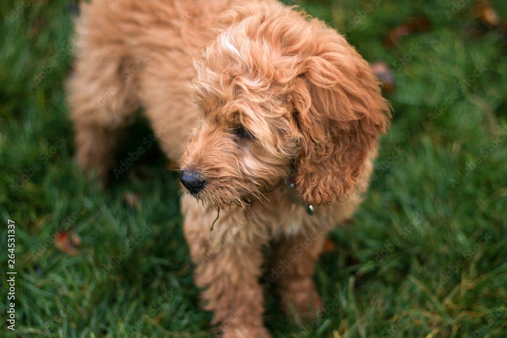 Fototapeta premium Mini Goldendoodle Puppy in green grass