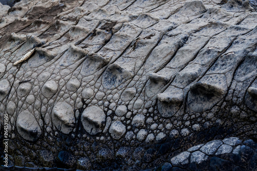Alligatore in un fiume del Costa Rica