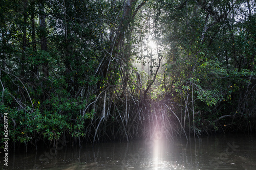 Mangrovie in un fiume del Costa Rica