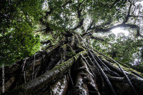 Albero nella foresta del Costa Rica