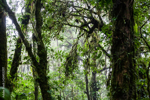 Foresta tropicale in Costa Rica