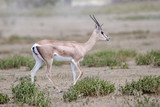 impala in africa
