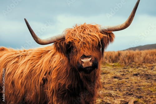 Highland Hairy Cow with Horns