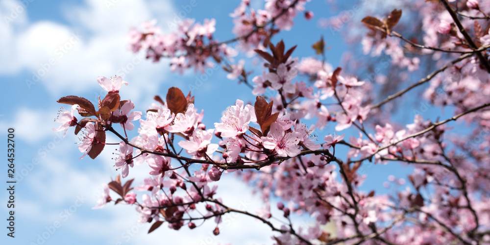 Cherry blossoms at spring time