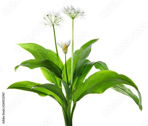 Wild garlic or Ramsons - Allium ursinum isolated on white background. Wild garlic used in the kitchen. Spring herb that grows in a forest suitable for eating. photo