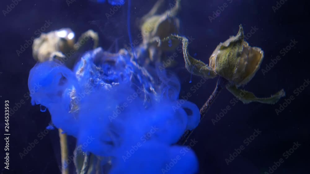 Dried roses standing underwater and blue color paint ink pouring from above with smoke diffusion on black background.
