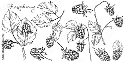 Vector Raspberry healthy food isolated. Black and white engraved ink art. Isolated berries illustration element.