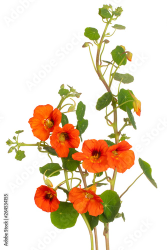 nasturtium flower isolated