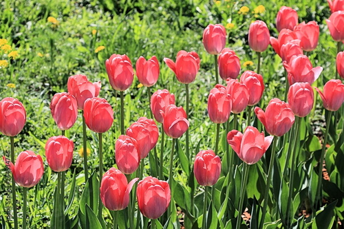 Red spring tulips - beauty warriors in a single line