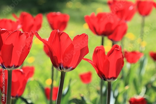 Tulips that let sunshine through themselves and bloom even brighter on a bright spring day