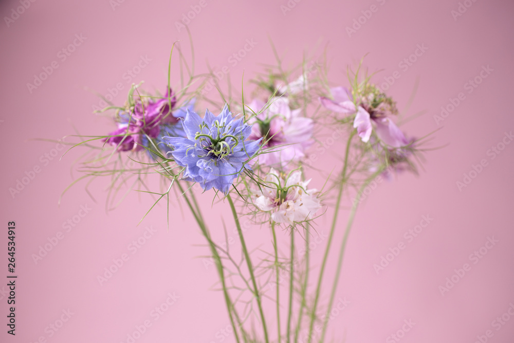 Fototapeta premium 花