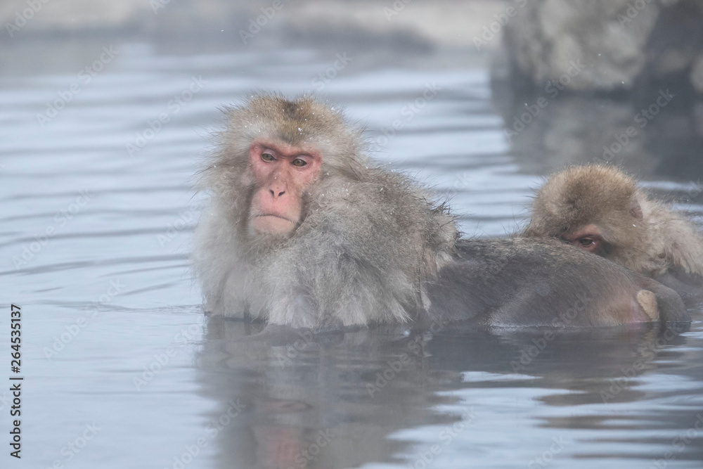 Naklejka premium Jigokudani Monkey Park , monkeys bathing in a natural hot spring at Nagano , Japan