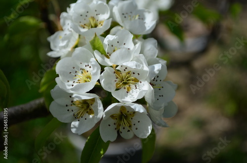 pear branch with white flowers and buds close up