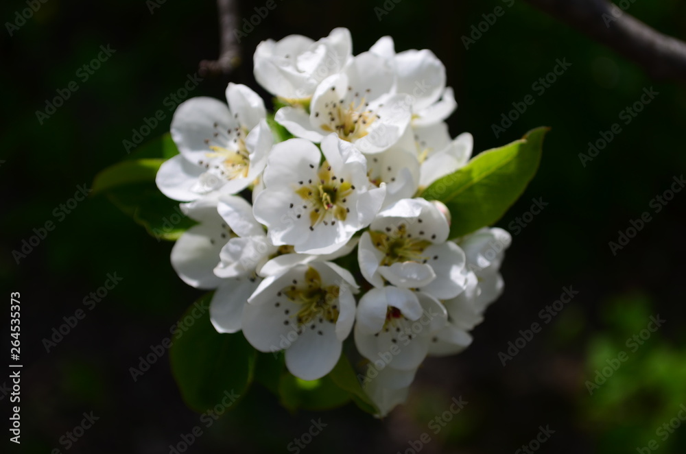 pear branch with white flowers and buds close up pear branch with white flowers and buds close up