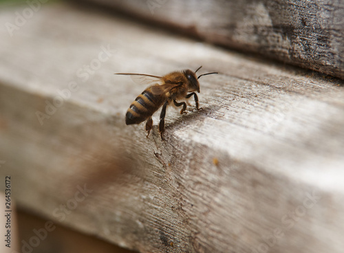 Biene auf dem Flugbrett am Eingang zum Bienenstock