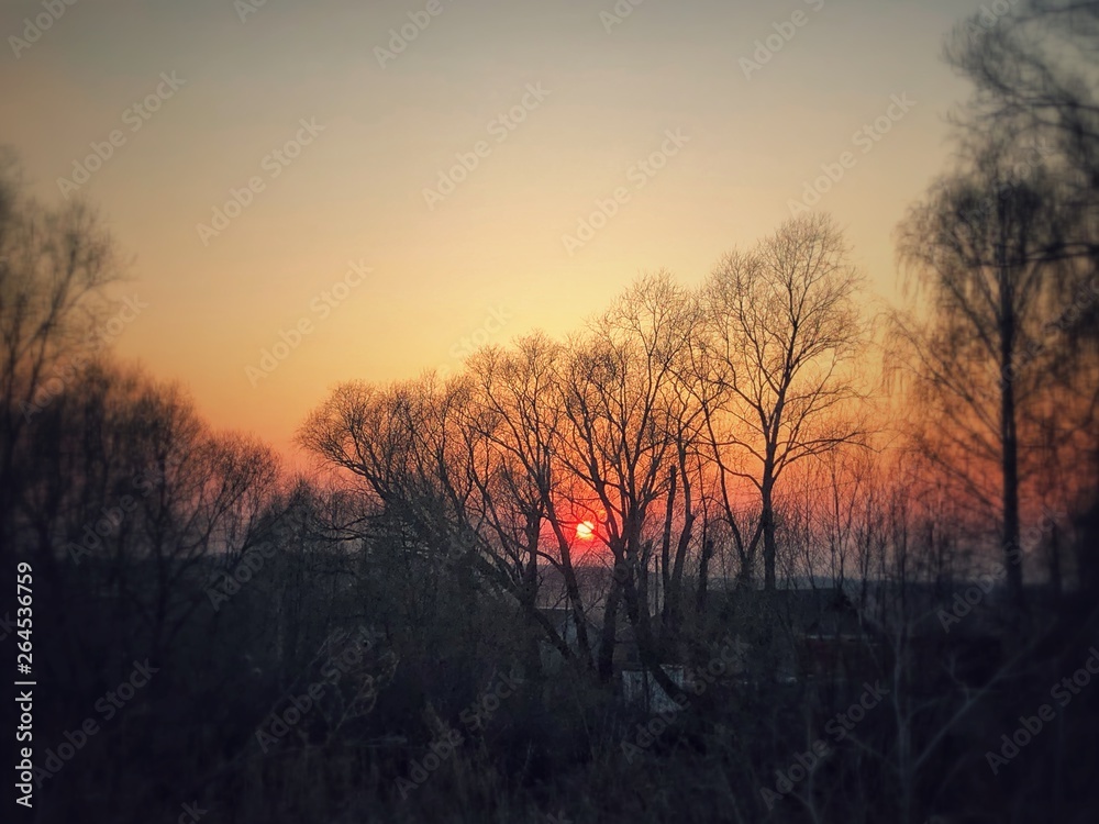 Obraz premium sunset in forest