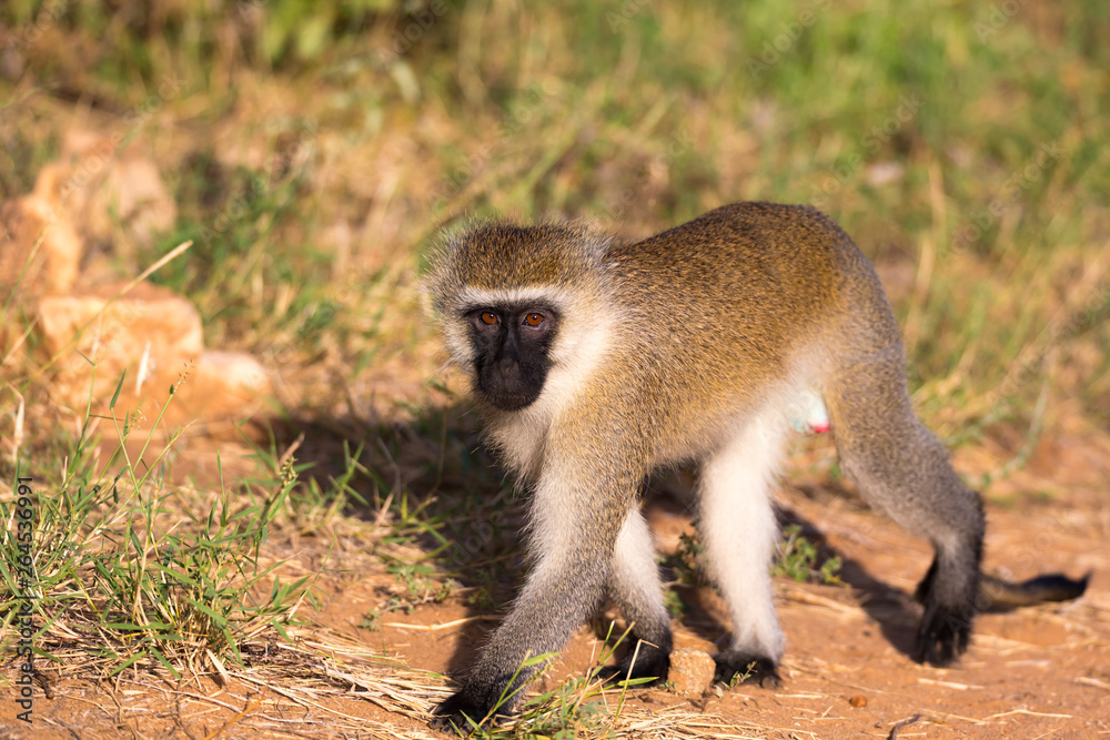 A monkey walks between the grass on the ground A monkey walks between the grass on the ground