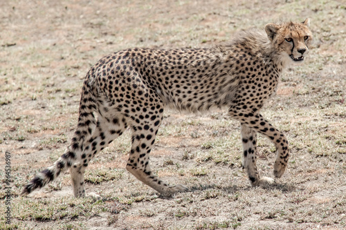 Cheetah walking on the ground 