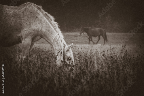 Horses eating grass