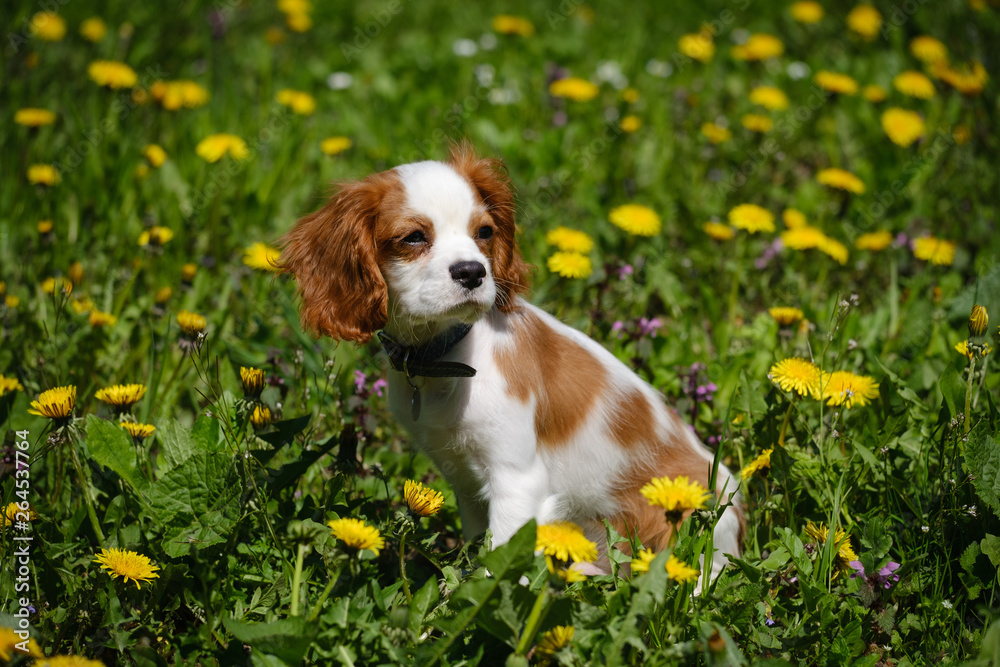 Young Cavalier King Charles puppy in dandelion flower grass