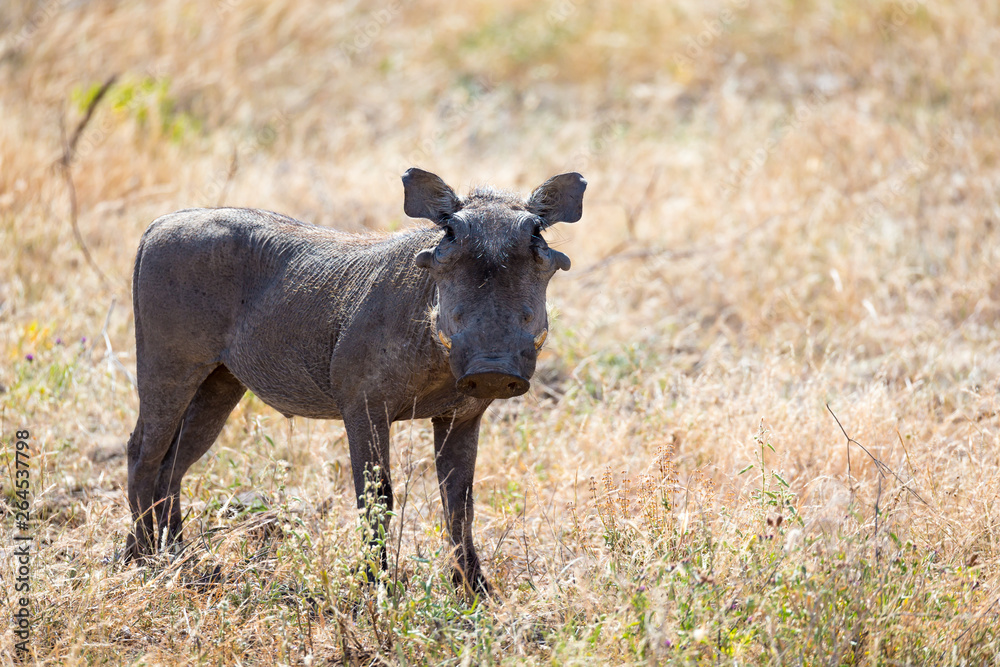 A portrait of a warthog in the middle of a grass landscape A portrait of a warthog in the middle of a grass landscape